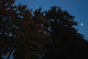 moon, tree, fall
